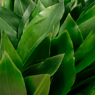 Aspidistra