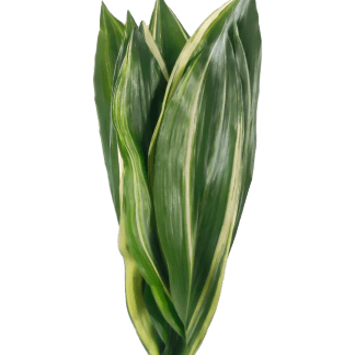 aspidistra-bicolor