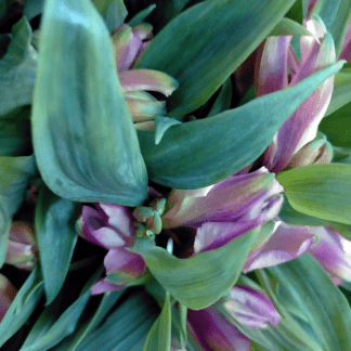 Alstroemeria Morada