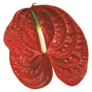 Anturio CALISTO
