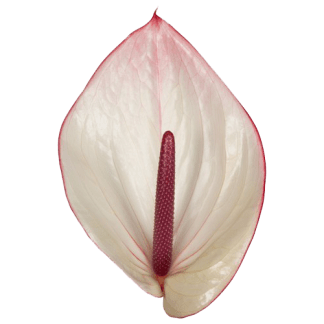 Anturio FACETTO