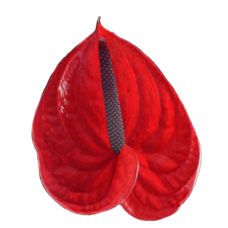 Anturio M-ROUGE