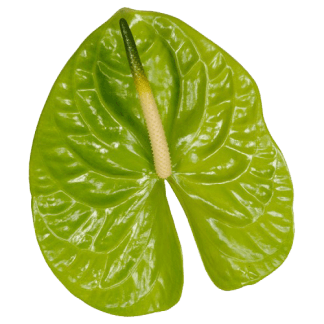 Anturio MIDORI