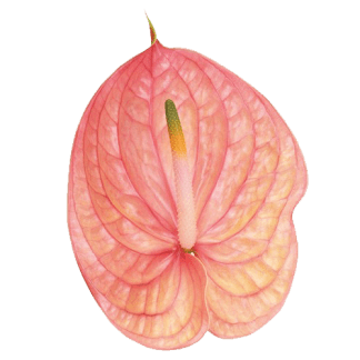Anturio NUZIA