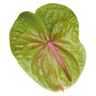 Anturio PISTACHE