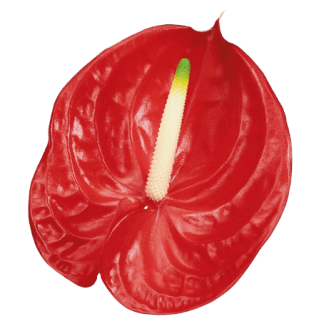 Anturio RED WELL