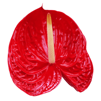 Anturio TROPICAL