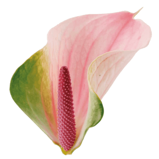 Anturio ALERO