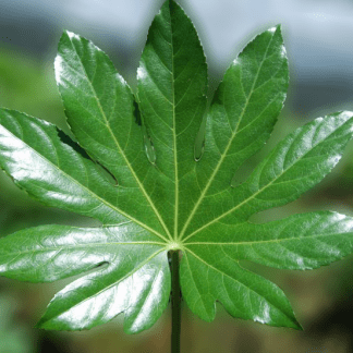 Aralia