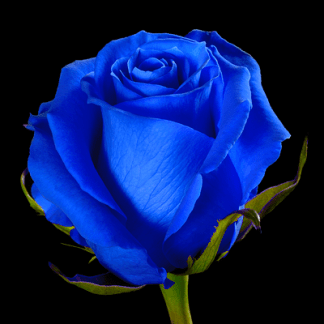 Rosa Teñida Azul 50