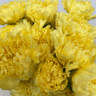 Clavel Amarillo