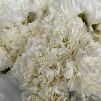 Clavel Blanco