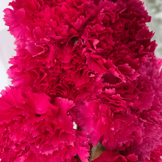 Clavel Fucsia