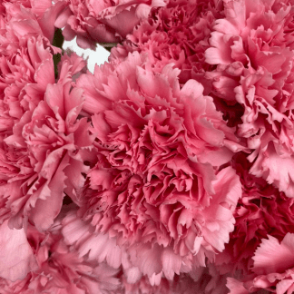 Clavel Rosa