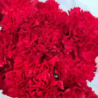 Clavel Rojo