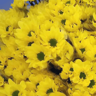 Crisantemo Bacardi Amarillo