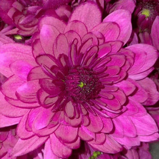 Crisantemo Euro Fucsia