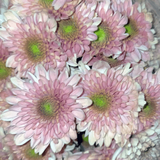 Crisantemo Euro Rosa