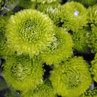 Crisantemo Pompom verde