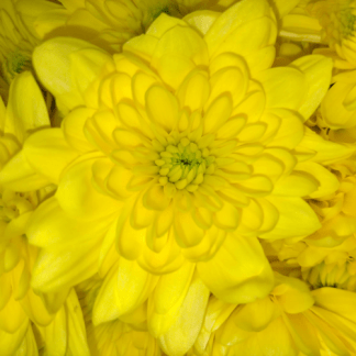 Crisantemo Euro Amarillo