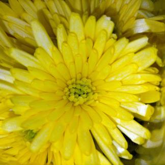 Crisantemo Spider Amarillo