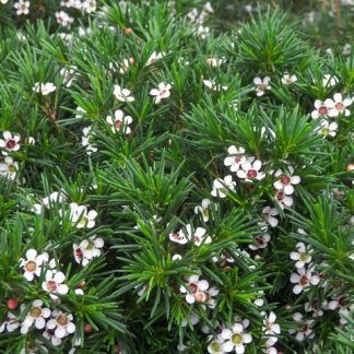 Flor de Cera Blanca Abierta