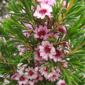 Flor de Cera Roja Abierta