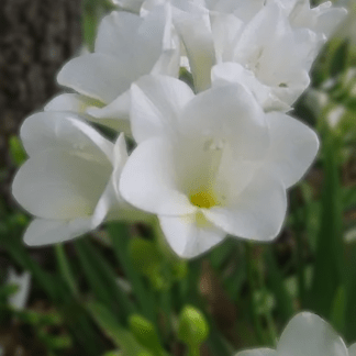 Freesia Blanca