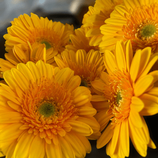 Gerbera Amarilla