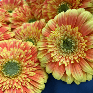 Gerbera Bicolor