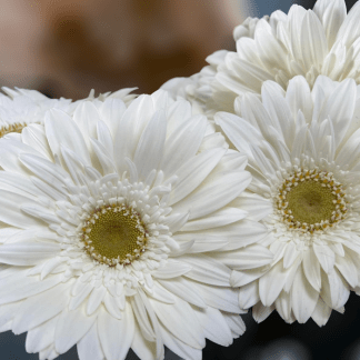 Gerbera Blanca