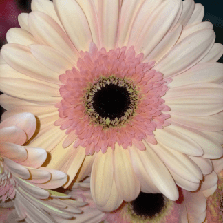 Gerbera Crema
