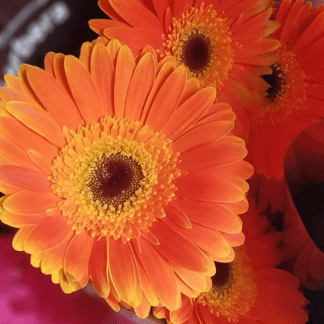 Gerbera Naranja