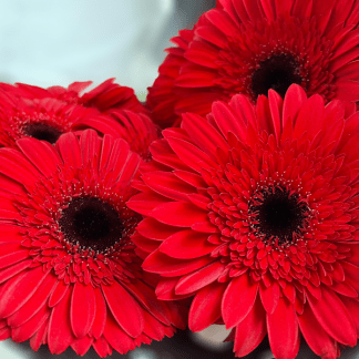 Gerbera Roja
