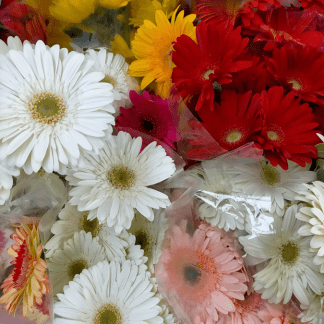 Gerbera. Color surtido