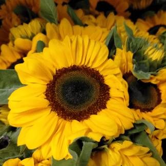 Girasol