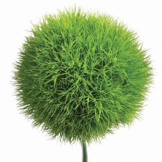 Green Trick Dianthus