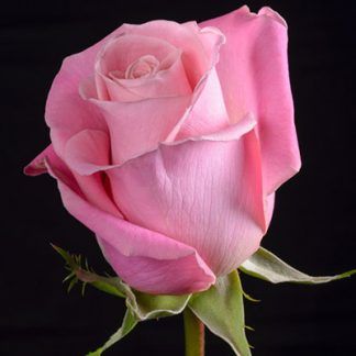 Rosa Rosa Hermosa 50