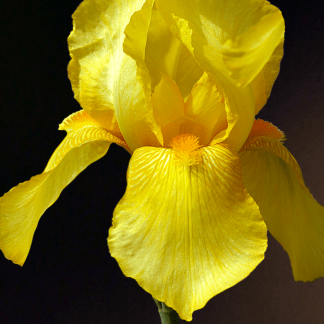 Iris Amarillo