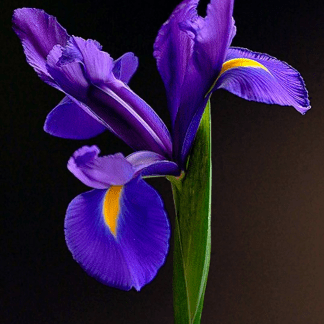 Iris Azul
