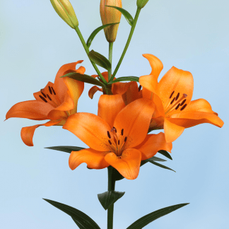 Lilium Naranja
