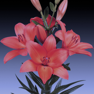 Lilium Rojo