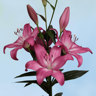 Lilium Rosa