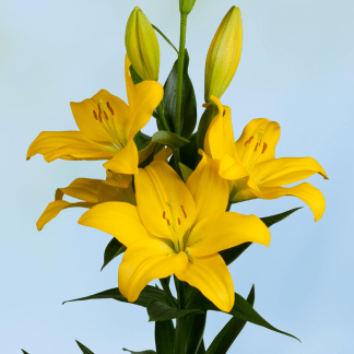 Lilium Amarillo
