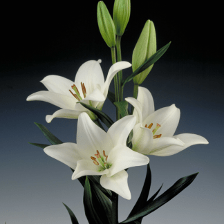 Lilium Blanco