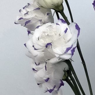Lisianthus Blanco/Azul