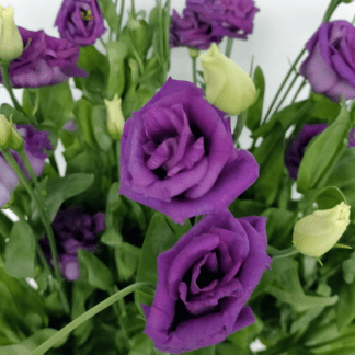 Lisianthus Morado
