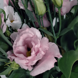 Lisianthus Rosa