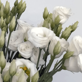 Lisianthus Blanco