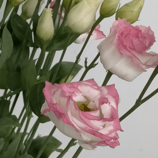 Lisianthus Blanco/Rosa